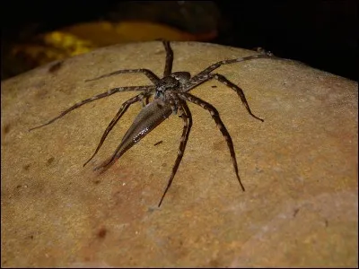 "Rhâââ non je suis une araignée! J'ai horreur des araignées!"
Combien de pattes les araignées ont-elles ?