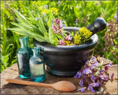 Dans une herboristerie on peut aller acheter un palmier pour planter dans le jardin.