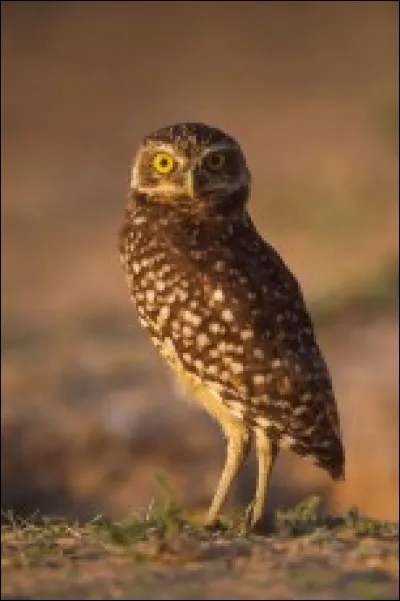 O&ugrave; vit la chouette des Llanos ?