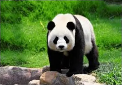 Combien de doigts les pandas ont-ils ?