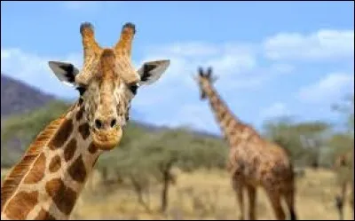 Combien la girafe femelle mesure-t-elle en moyenne ?