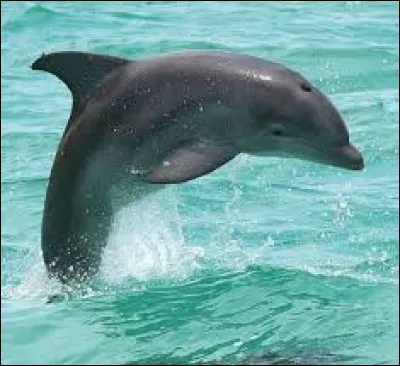 &Agrave; quoi sert l'&eacute;vent du dauphin ?