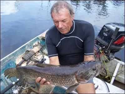 Identifiez ce poisson amazonien !