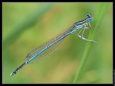 Cet insecte appartient à l'ordre des odonates, identifiez-le !