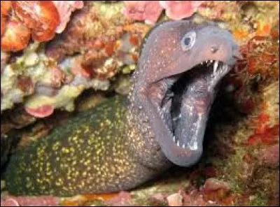 Qu'est-ce qui différencie la murène des autres poissons ?