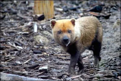 Trouvez la famille de cet animal !