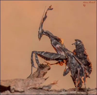 A quel film vous fait penser cet insecte ?