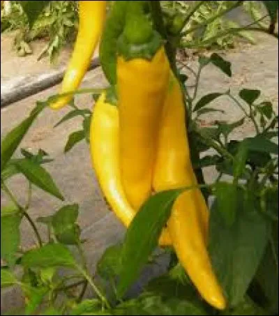 Cliquez sur le piment banane !