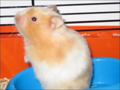 Quel est cet animal ?