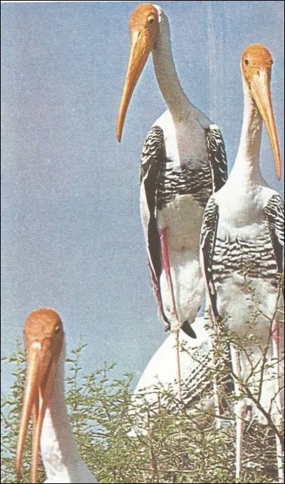 Quel nom portent ces proches parents de la cigogne ?