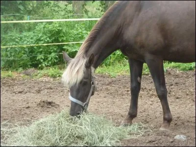 Un cheval foncé avec la crinière et la queue claires est un cheval...