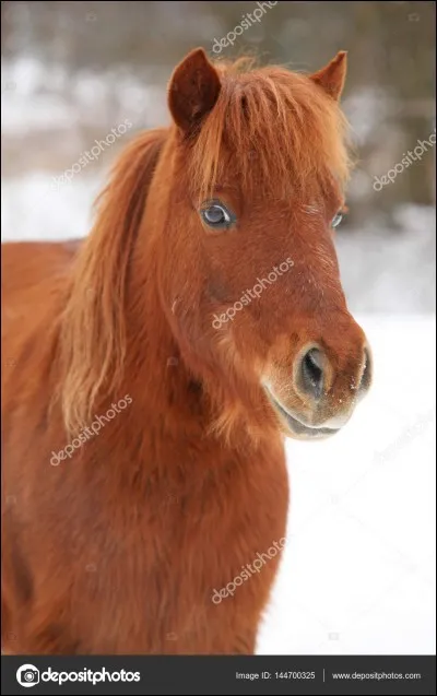 Quelle est la couleur de ce poney ?