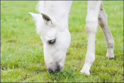 Quelle est la robe de ce poulain ?