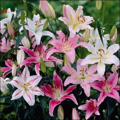 Où ne trouve-t-on pas de lys ?