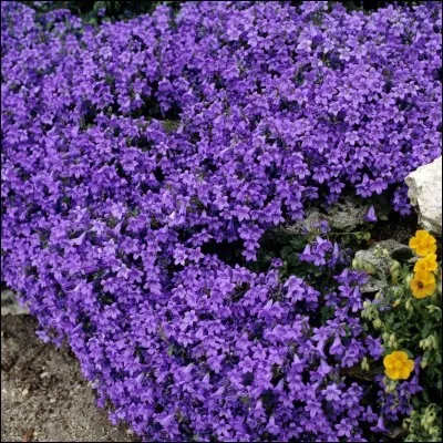 Combien d'étamines retrouve-t-on au c&oelig;ur de la campanule ?