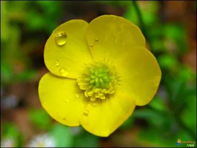 Combien de pétales trouve-t-on dans les boutons d'or ?