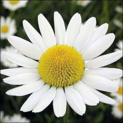 Quelle est cette fleur ?