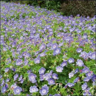 Combien le géranium contient-il d'ovules ?