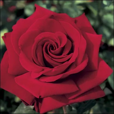 Qui est la déesse grecque aux doigts de rose ?