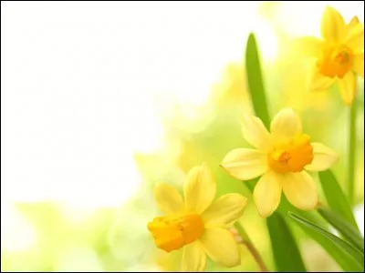 Quelle nation est représentée entre autres par la jonquille ?