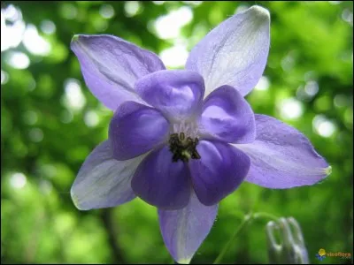 Quand la floraison des ancolies débute-t-elle ?