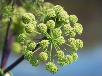 Laquelle de ces couleurs ne peut pas être portée par une des fleurs de l'angélique ?