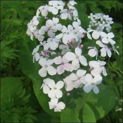 De quoi l'anémone était-elle le symbole au Moyen Âge ?