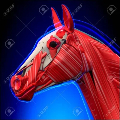 Les muscles fléchisseurs sont-ils antagonistes des muscles extenseurs ?