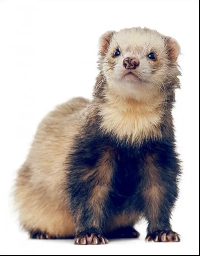 Le furet peut-il manger de la viande cuite ?