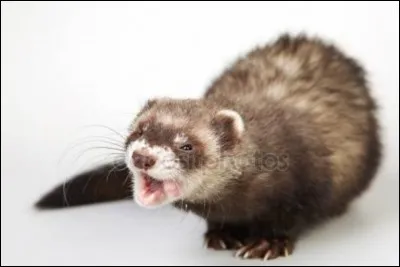 Le furet se nourrit...