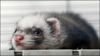 Combien de temps le furet peut-il vivre environ ?