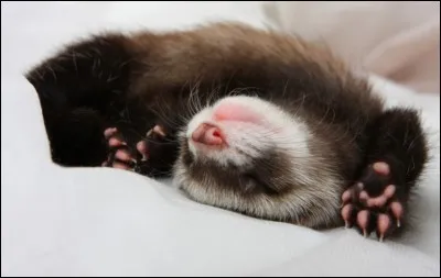 Combien de temps le furet dort-il, environ ?
