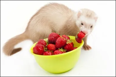 Le furet peut-il manger des fruits ou légumes ?