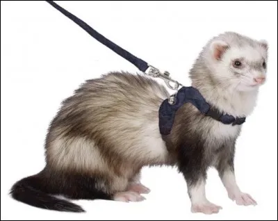 Quelle est la position du furet dans le classement des animaux de compagnie ?