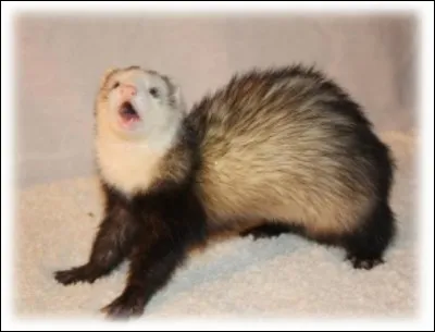 Quel son le furet produit-il quand il est content ou énervé ?