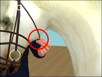 Quelle est cette partie du filet ?