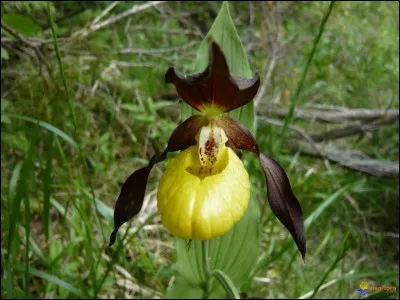 Sans les fous et les sots, les avocats porteraient des... (complétez)