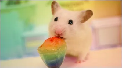 Quel est ce petit animal ?