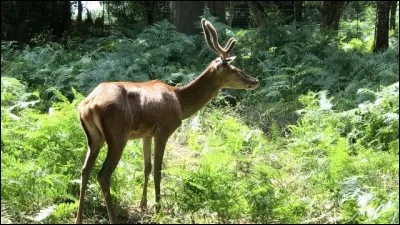 Chasse - Les traces de cet animal nous conduiront jusqu'à son abri. Ce sont ses...