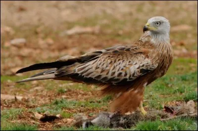 Cet oiseau de proie va construire son nid. Que va-t-il faire ?