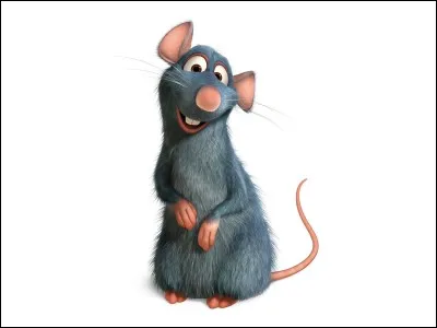 Quel est le don de ce petit rat ?