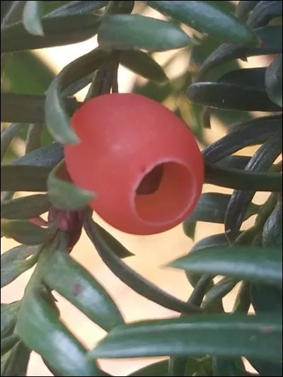 Ces baies sont-elles empoisonnées ?