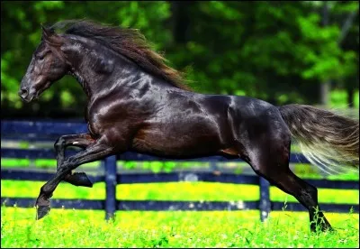 À quelle allure est ce cheval ?