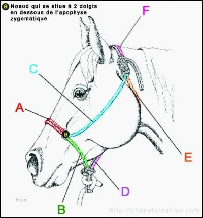 Comment s'appelle la partie C de ce cheval ?