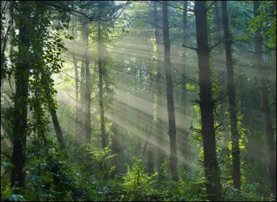 De quelle couleur semble &ecirc;tre votre main si vous avez un talent particulier avec les plantes et la v&eacute;g&eacute;tation ?