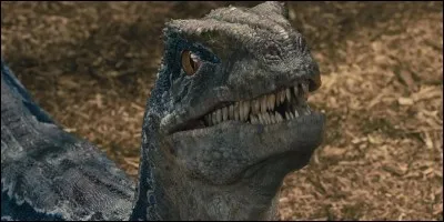 Vrai ou faux ?
Le seul vélociraptor qui survit dans "Jurassic World 1" est Delta.