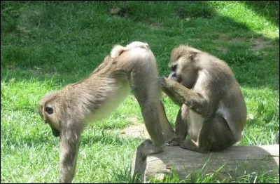 Médecine : Quel spécialiste s'occupe exclusivement des 'trous du cul' ?