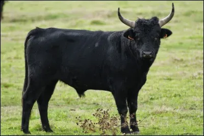 Dans quelle région élève-t-on des taureaux ?