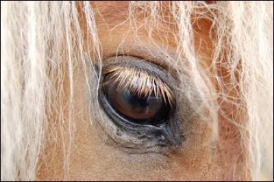 Qu'est-ce que le toupet de votre cheval ?
