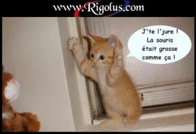 Comment réagis-tu face à cette image ?